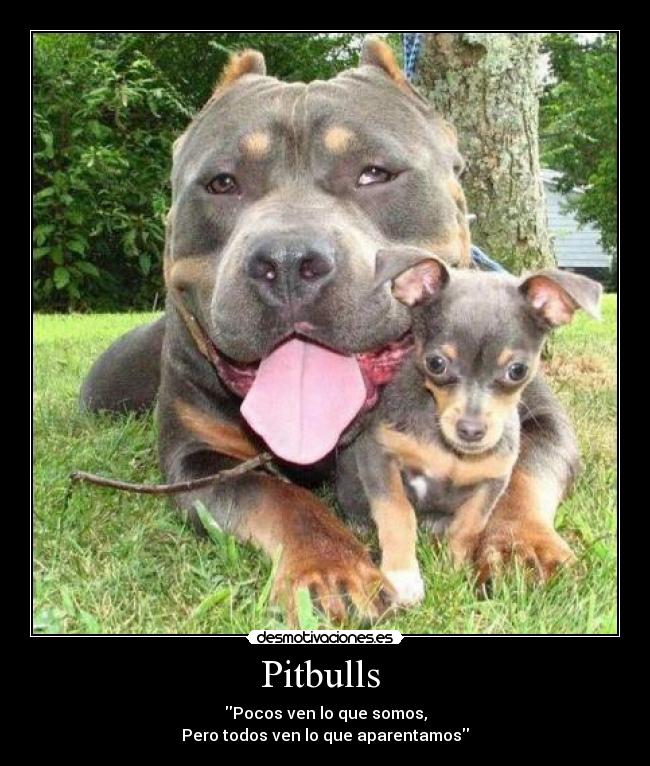 Pitbulls  - Pocos ven lo que somos,
Pero todos ven lo que aparentamos