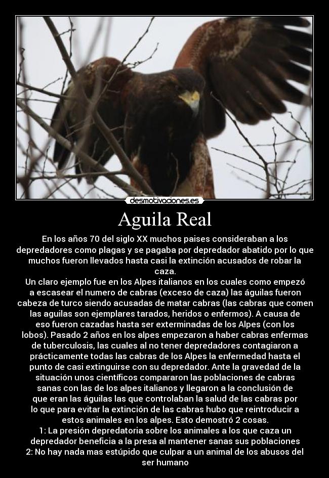 Aguila Real - 
