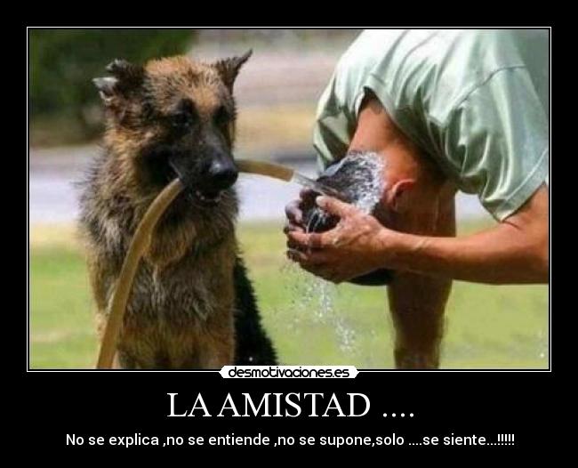 LA AMISTAD .... - No se explica ,no se entiende ,no se supone,solo ....se siente...!!!!!
