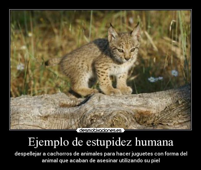 carteles caaf justiciaradical estupidez humana por eso estoy haciendo misantropo lince iberico desmotivaciones