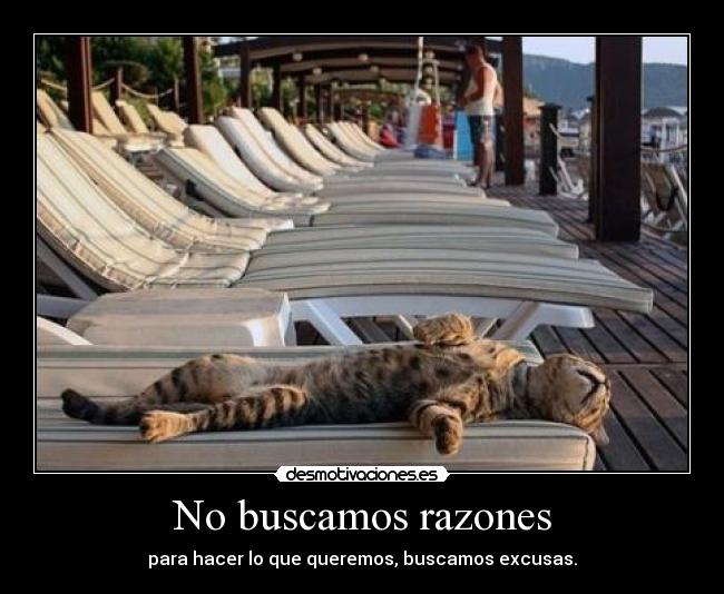 carteles gatosrazones excusas desmotivaciones