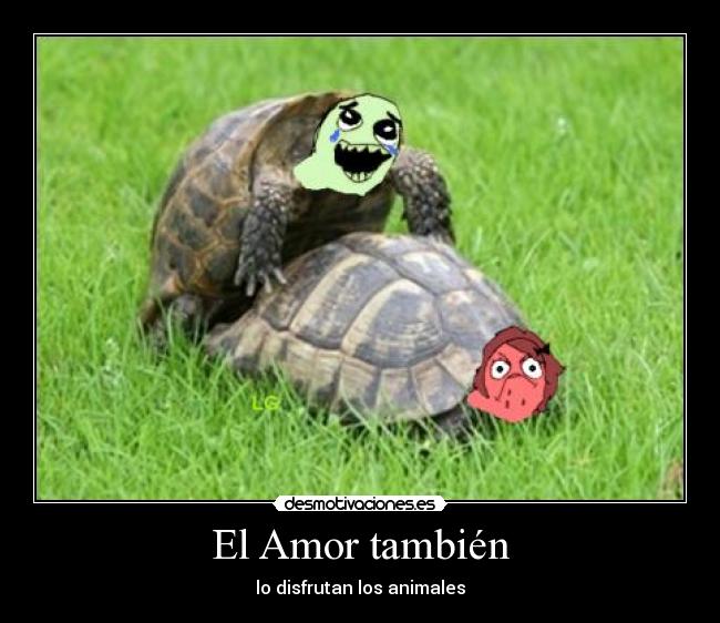 carteles amor amor sexo naturaleza animales tortugas desmotivaciones