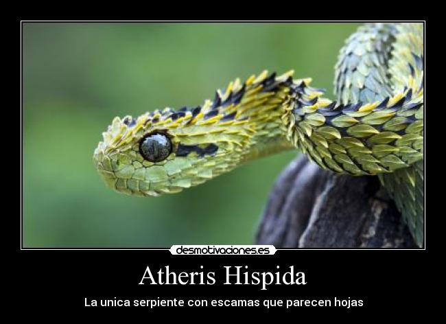 Atheris Hispida -