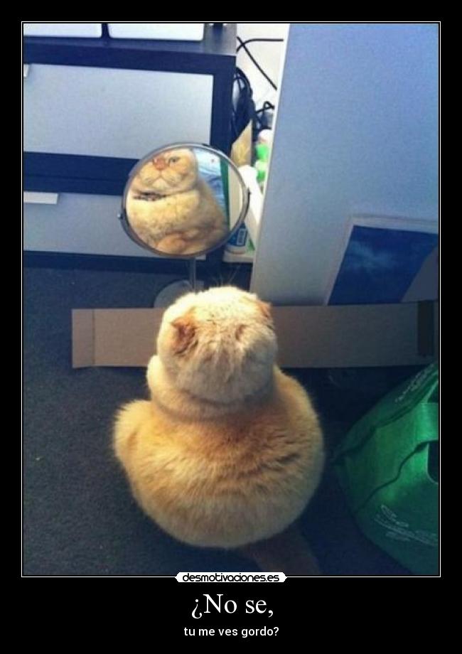 ¿No se, - tu me ves gordo?
