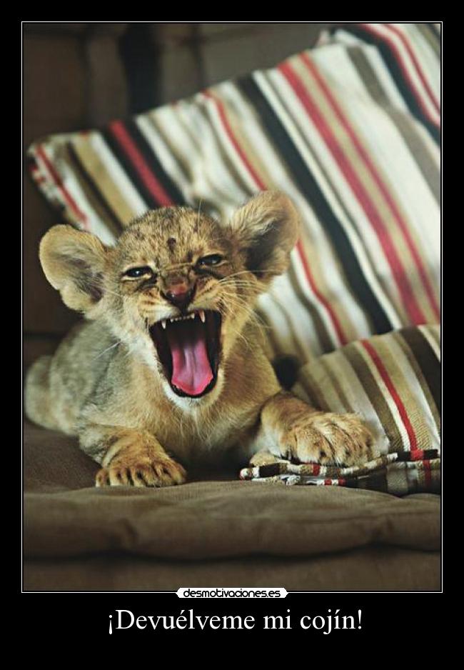 ¡Devuélveme mi cojín! -
