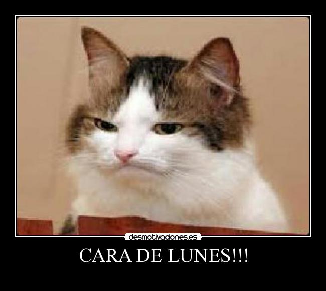 CARA DE LUNES!!! -