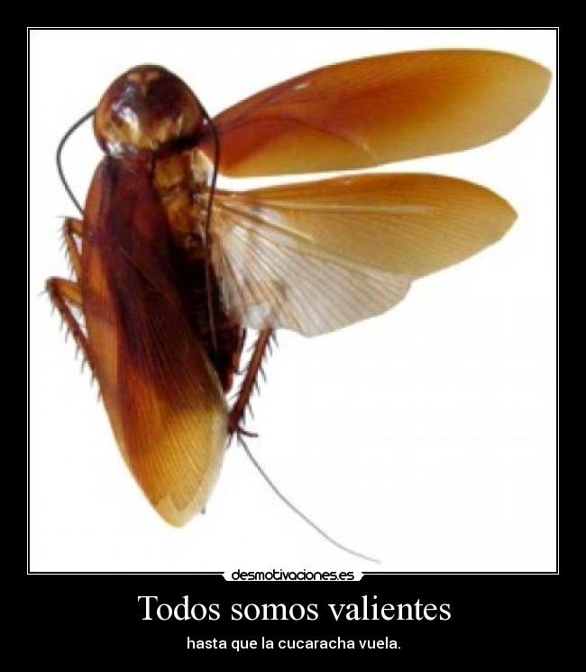 Todos somos valientes - hasta que la cucaracha vuela.