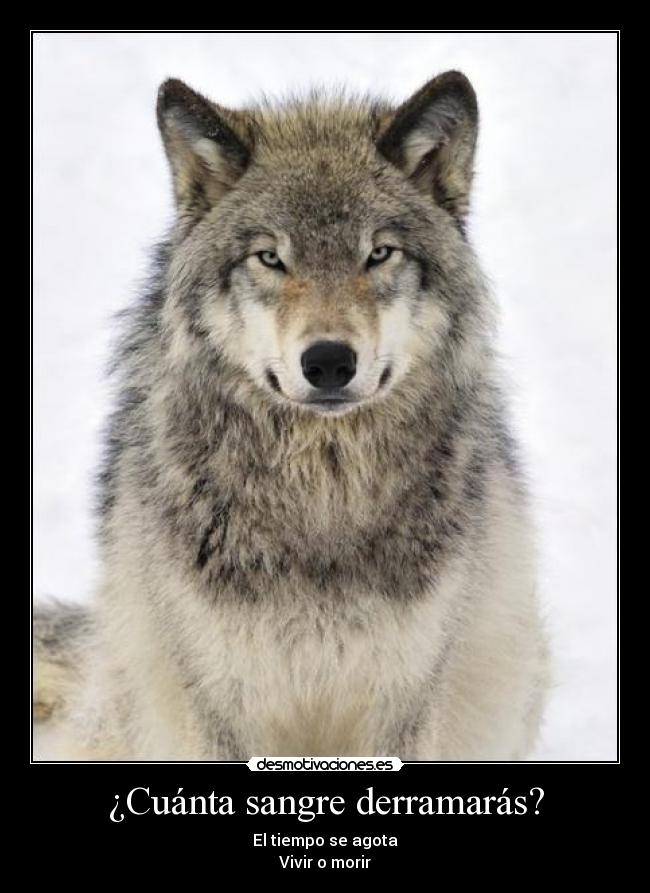 ¿Cuánta sangre derramarás? - 