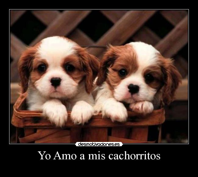 Yo Amo a mis cachorritos -