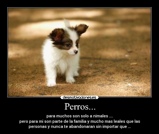 Perros... -