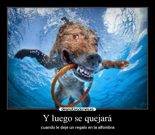 Y luego se quejará - cuando le deje un regalo en la alfombra