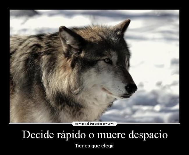 carteles malaquita desmotivaciones