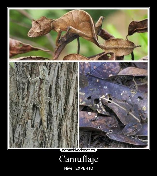 Camuflaje - 