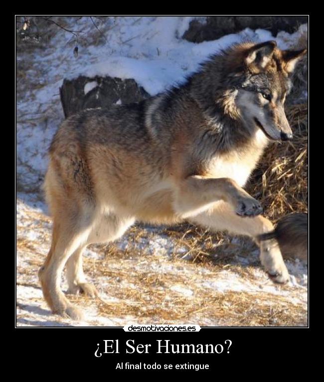 ¿El Ser Humano? - 