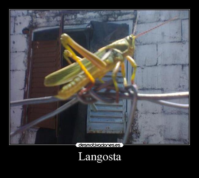 Langosta - 