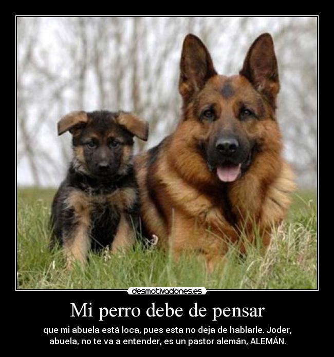 Mi perro debe de pensar - 
