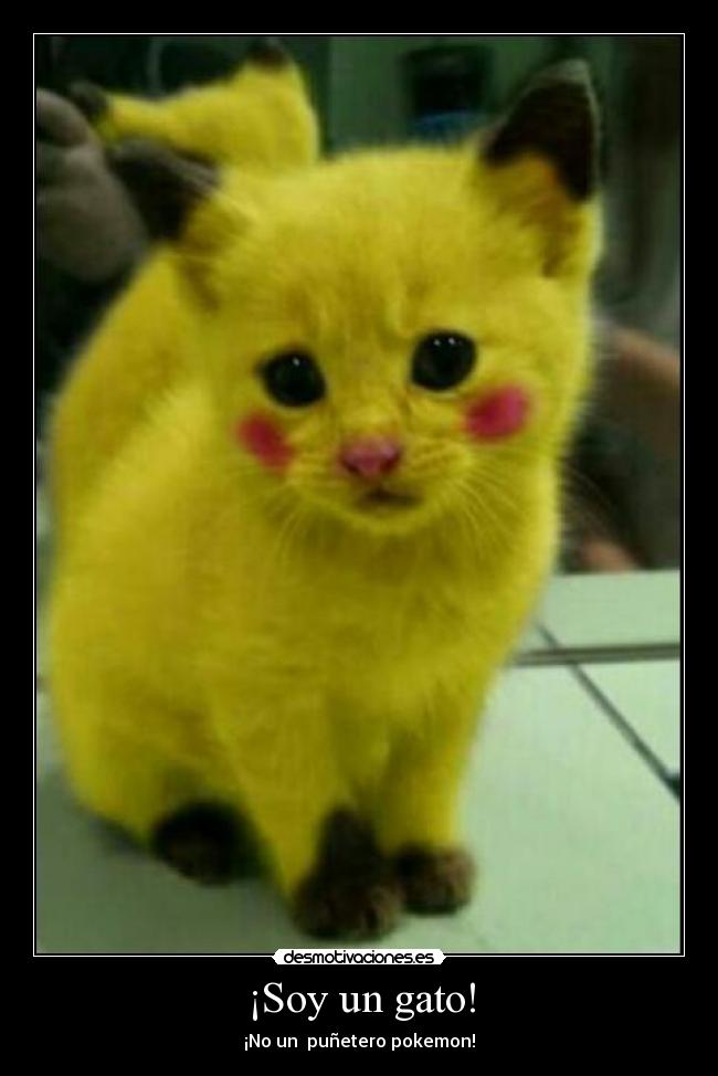 ¡Soy un gato! - ¡No un  puñetero pokemon!