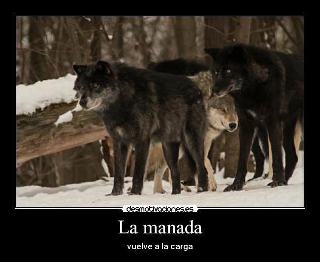 La manada - 