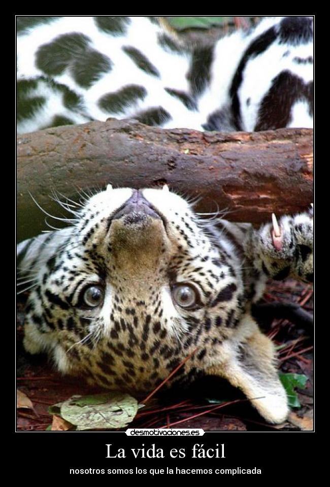 La vida es fácil -