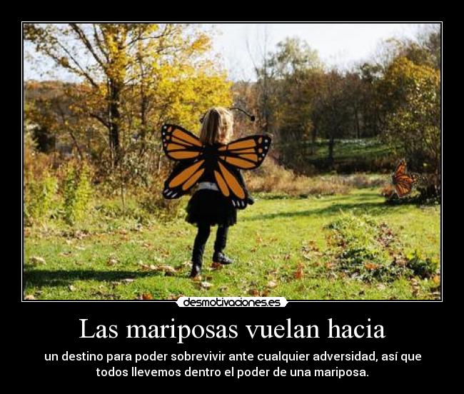Las mariposas vuelan hacia -