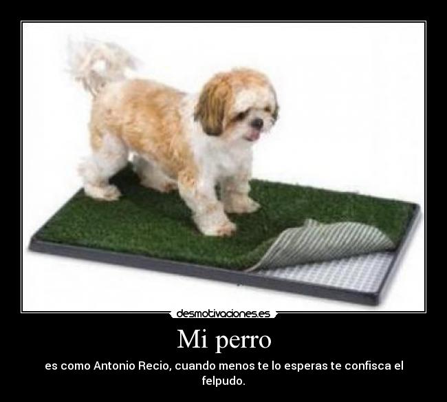 Mi perro -