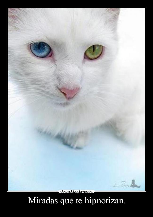 Miradas que te hipnotizan. - 