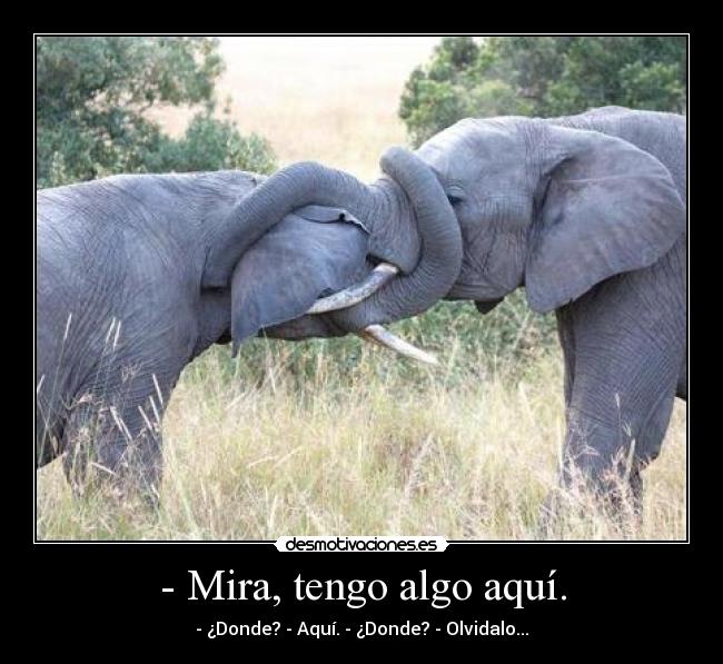 - Mira, tengo algo aquí. - - ¿Donde? - Aquí. - ¿Donde? - Olvidalo...