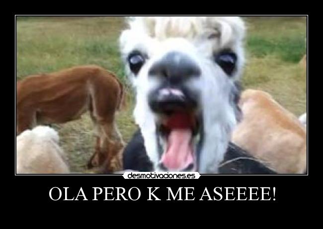 OLA PERO K ME ASEEEE! -