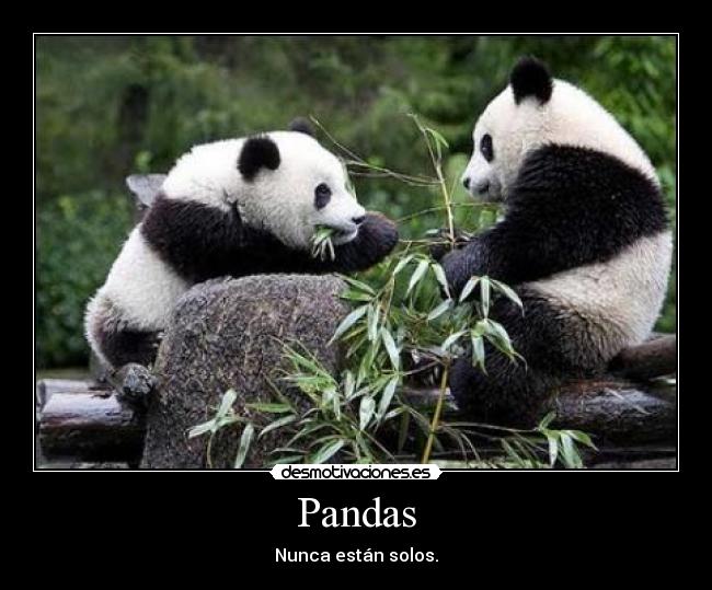 carteles pandas solos nunca piensa desmotivaciones