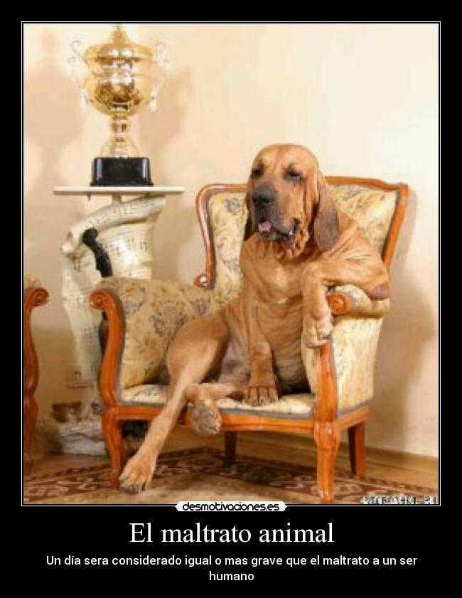 El maltrato animal - Un día sera considerado igual o mas grave que el maltrato a un ser humano