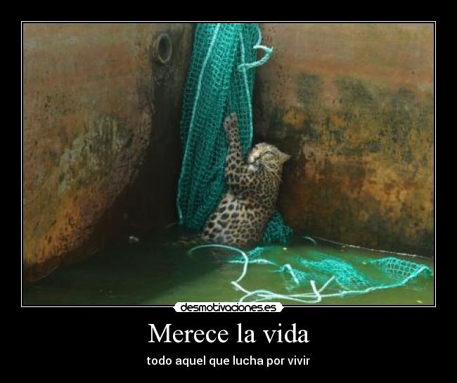 Merece la vida -