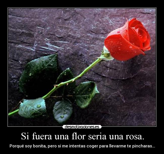 Si fuera una flor seria una rosa. -