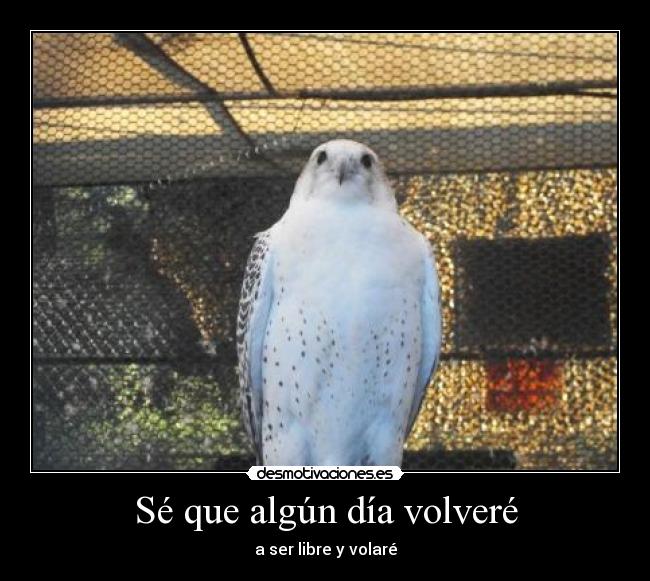Sé que algún día volveré - a ser libre y volaré