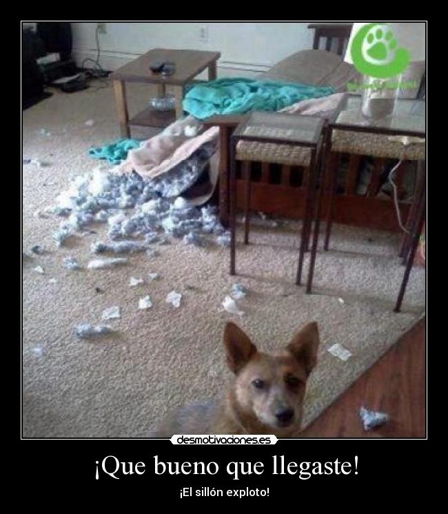 ¡Que bueno que llegaste! - ¡El sillón exploto!