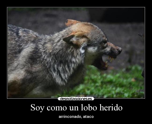 Soy como un lobo herido -