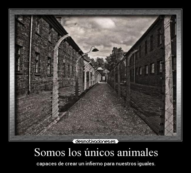 carteles animales que somos capaces desmotivaciones