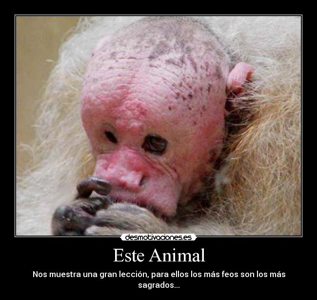 Este Animal - Nos muestra una gran lección, para ellos los más feos son los más sagrados...