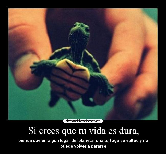 Si crees que tu vida es dura, - piensa que en algún lugar del planeta, una tortuga se volteo y no
puede volver a pararse