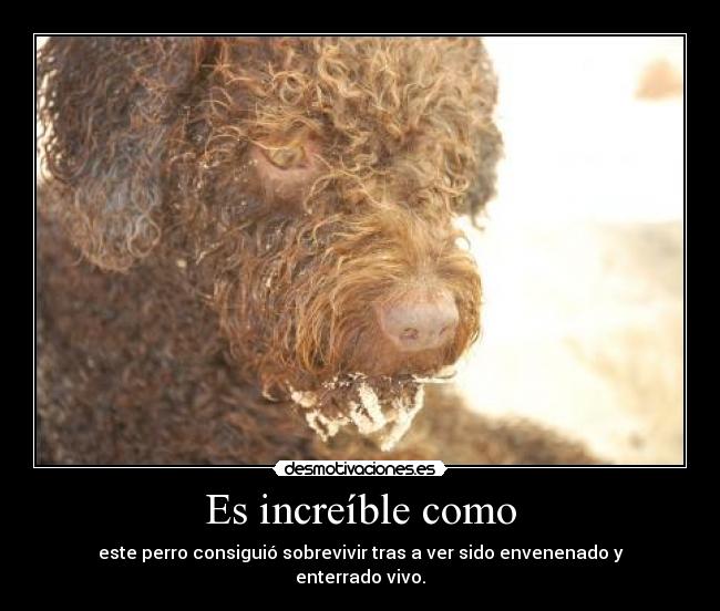 Es increíble como - 