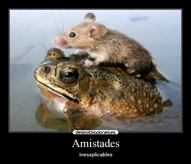 Amistades - 