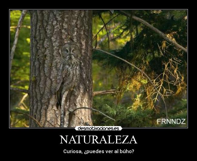 NATURALEZA - Curiosa, ¿puedes ver al búho?