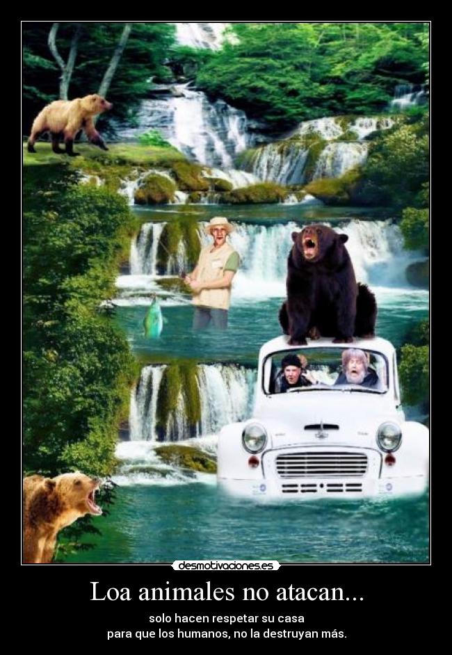 Loa animales no atacan... -