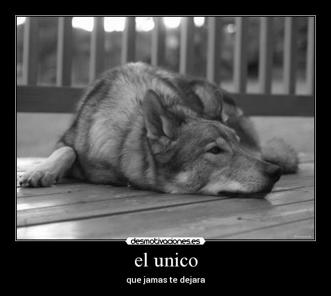 el unico -