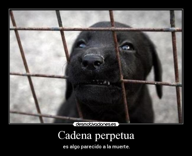 Cadena perpetua - es algo parecido a la muerte.