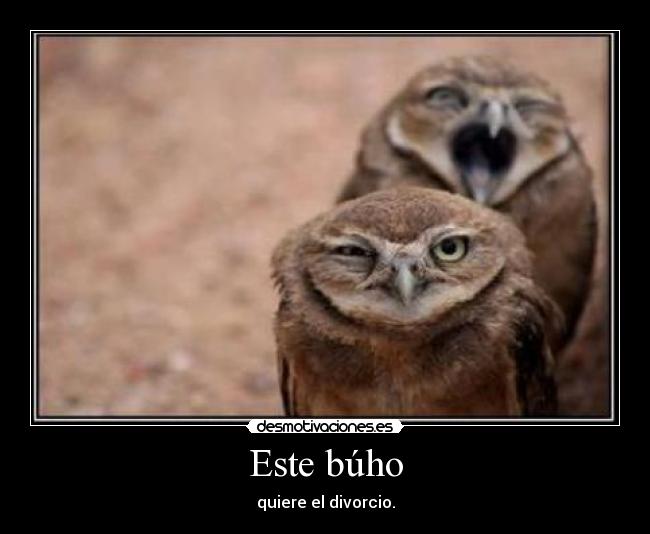 Este búho - quiere el divorcio.
