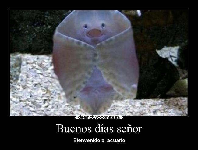 Buenos días señor - 