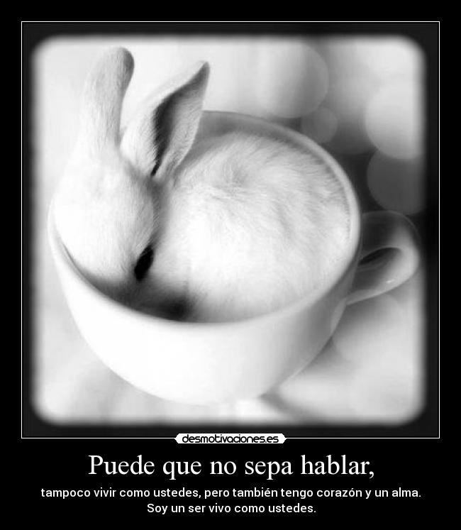 carteles animales conejo alma corazon sentimientos ser vivo desmotivaciones