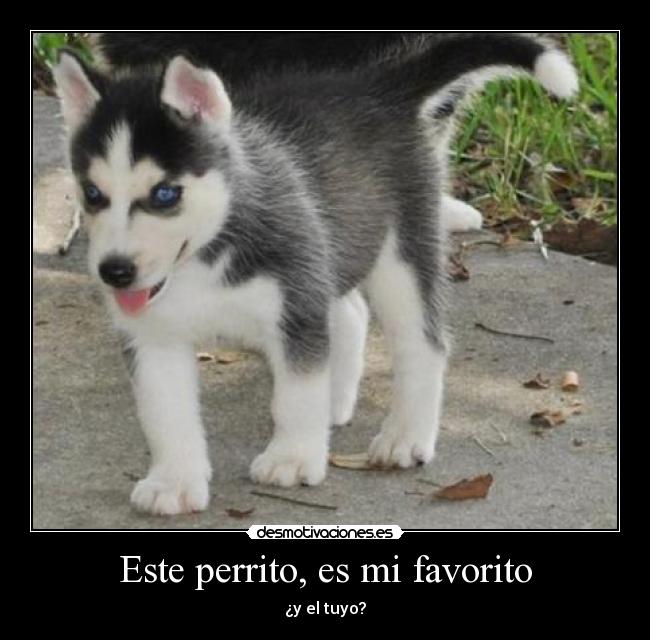 Este perrito, es mi favorito -