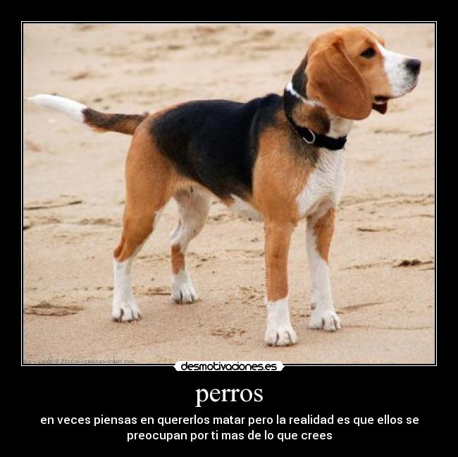 perros - en veces piensas en quererlos matar pero la realidad es que ellos se
preocupan por ti mas de lo que crees