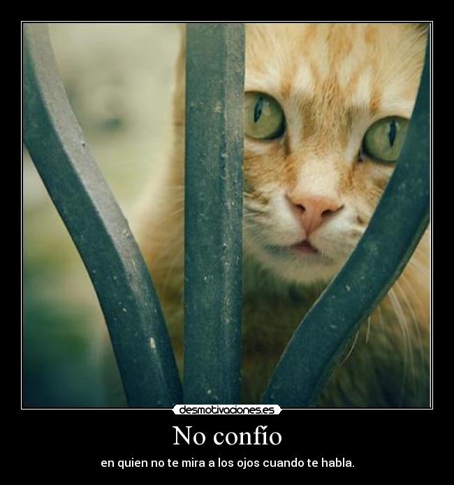 carteles hablar gatosmirar desmotivaciones